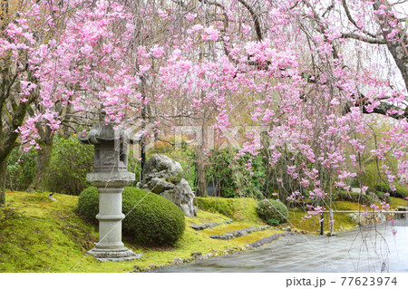青龍殿の桜 青龍殿の桜 77623974