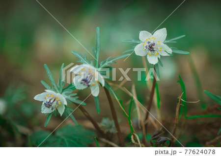 早春の花、セツブンソウ 77624078