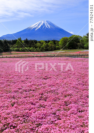 富士本栖湖リゾートの芝桜　山梨県 77624101