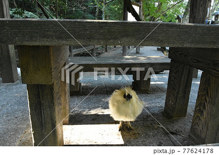 放し飼い 77624178