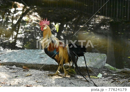 尾長鶏 77624179