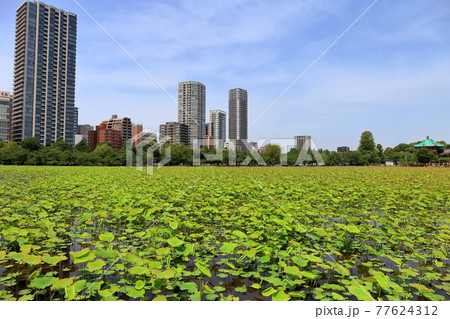 不忍池の風景 77624312