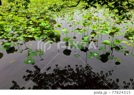 不忍池の風景 77624315