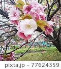 梅の花 77624359
