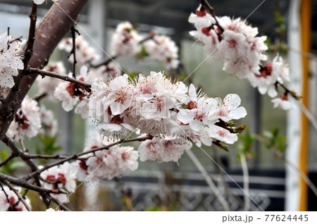 White apricot flowers 77624445
