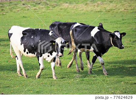 ホルスタイン牛 77624629