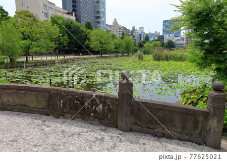 不忍池の風景 不忍池の風景 77625021