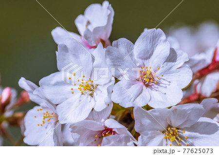 満開の桜花 77625073