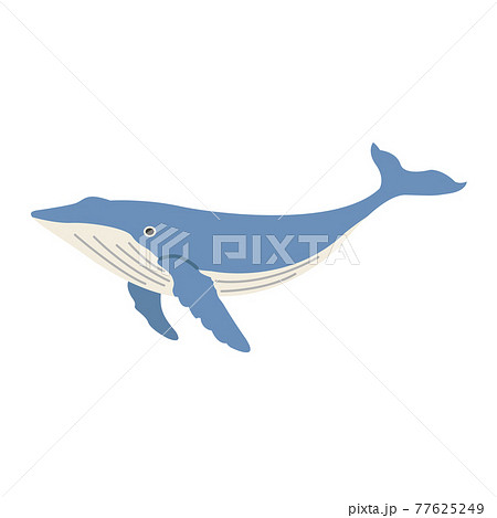 クジラのイラストのイラスト素材
