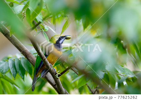 Orange-Bellied Leafbird beautiful of bird 77625262