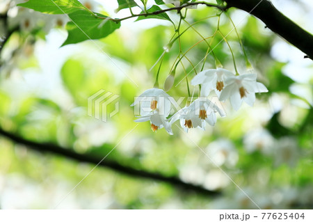 エゴノキの花 エゴノキの花 77625404