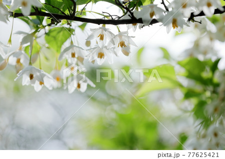 エゴノキの花 エゴノキの花 77625421