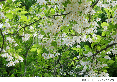 エゴノキの花 77625429