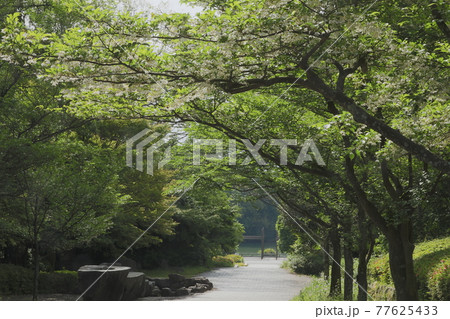 エゴノキの花 77625433