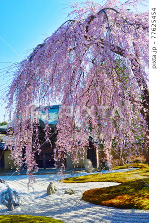 京都 高台寺のしだれ桜 京都 高台寺のしだれ桜 77625454