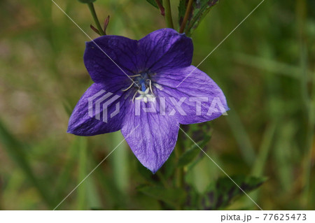 キキョウ 77625473