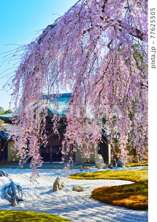 京都 高台寺のしだれ桜 京都 高台寺のしだれ桜 77625505