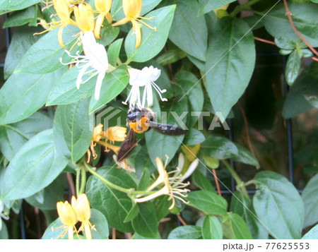 植物、スイカズラの花 植物、スイカズラの花 77625553