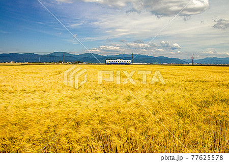 風に揺れる大麦畑と青空と電車 風に揺れる大麦畑と青空と電車 77625578