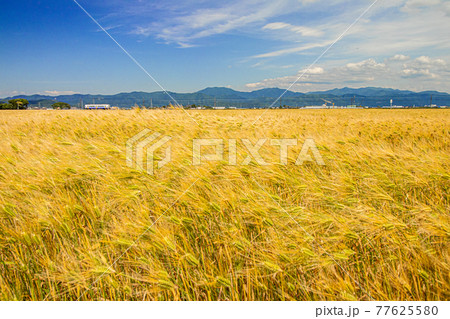 風に揺れる大麦畑と青空と電車 77625580