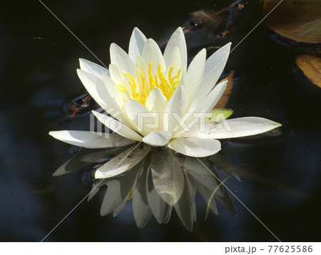 植物、ハスの花 77625586