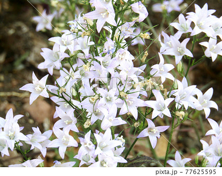 植物、カンパニュラの花 植物、カンパニュラの花 77625595