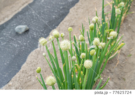 ねぎぼうず　九条ねぎ 77625724