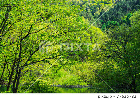 深い新緑の森と水面 深い新緑の森と水面 77625732
