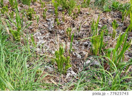 高原のこごみ 77625743