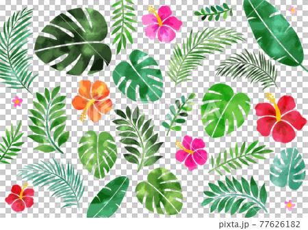 Watercolor hibiscus and tropical summer background frame Watercolor hibiscus and tropical summer background frame 77626182