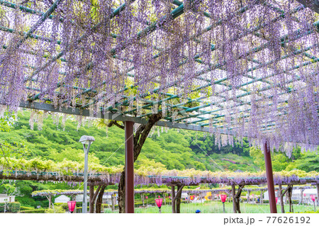 （静岡県）藤枝市　蓮華寺池公園の藤 77626192