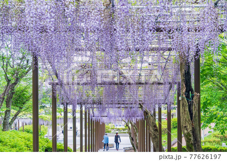 (静岡県)藤枝市 蓮華寺池公園の藤 (静岡県)藤枝市 蓮華寺池公園の藤 77626197