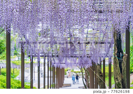 （静岡県）藤枝市　蓮華寺池公園の藤 77626198
