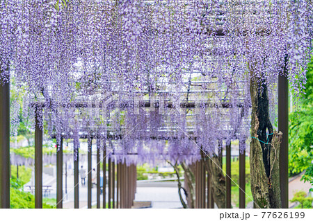 (静岡県)藤枝市 蓮華寺池公園の藤 (静岡県)藤枝市 蓮華寺池公園の藤 77626199