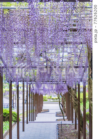 (静岡県)藤枝市 蓮華寺池公園の藤 (静岡県)藤枝市 蓮華寺池公園の藤 77626200