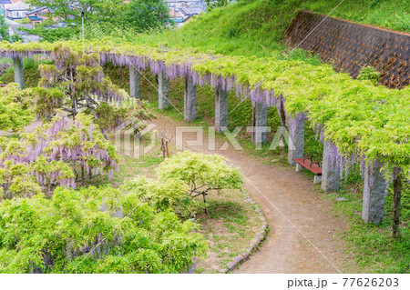 （静岡県）藤枝市　蓮華寺池公園の藤 77626203