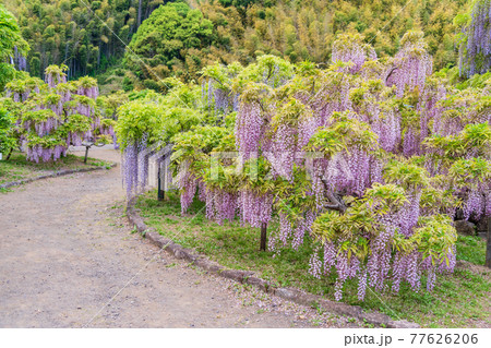 （静岡県）藤枝市　蓮華寺池公園の藤 77626206