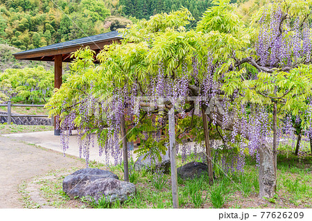 (静岡県)藤枝市 蓮華寺池公園の藤 (静岡県)藤枝市 蓮華寺池公園の藤 77626209