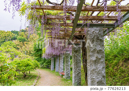 (静岡県)藤枝市 蓮華寺池公園の藤 (静岡県)藤枝市 蓮華寺池公園の藤 77626213