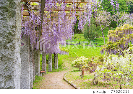（静岡県）藤枝市　蓮華寺池公園の藤 77626215