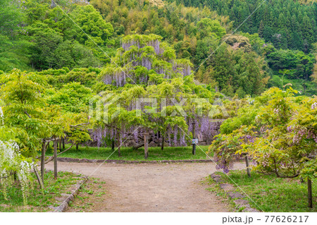（静岡県）藤枝市　蓮華寺池公園の藤 77626217