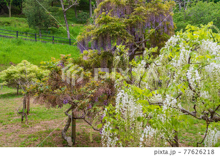 （静岡県）藤枝市　蓮華寺池公園の白藤 77626218