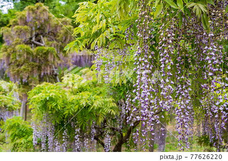 (静岡県)藤枝市 蓮華寺池公園の藤 (静岡県)藤枝市 蓮華寺池公園の藤 77626220