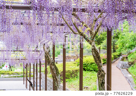 （静岡県）藤枝市　蓮華寺池公園の藤 77626229