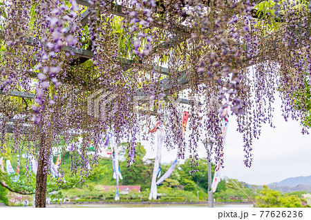 (静岡県)藤枝市 蓮華寺池公園の藤 (静岡県)藤枝市 蓮華寺池公園の藤 77626236