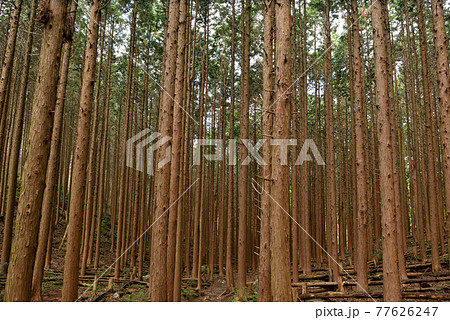 金山登山「杉林内の登山道」 金山登山「杉林内の登山道」 77626247