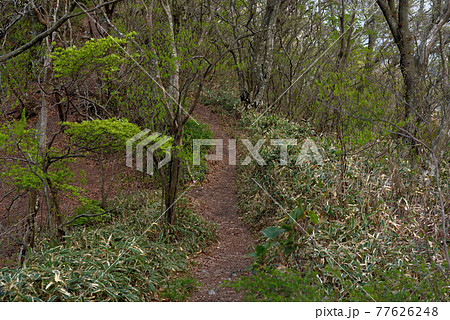 金山登山「登山道」 金山登山「登山道」 77626248