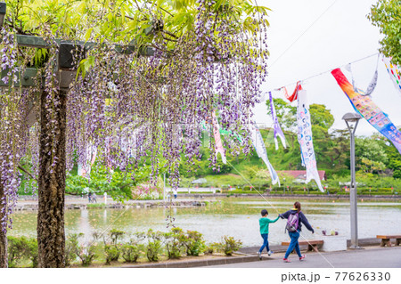 静岡県 藤枝市 蓮華寺池公園 藤まつりの写真素材