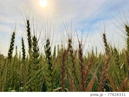 大空に向かう麦の穂と太陽 大空に向かう麦の穂と太陽 77626331