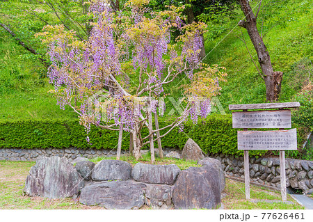 静岡県 藤枝市 蓮華寺池公園 日中友好の紫藤の写真素材